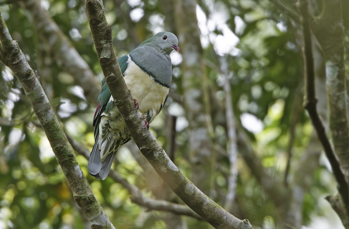 Cream-breasted Fruit-Dove - ML632595589