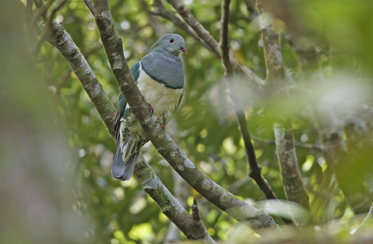 Cream-breasted Fruit-Dove - ML632595590