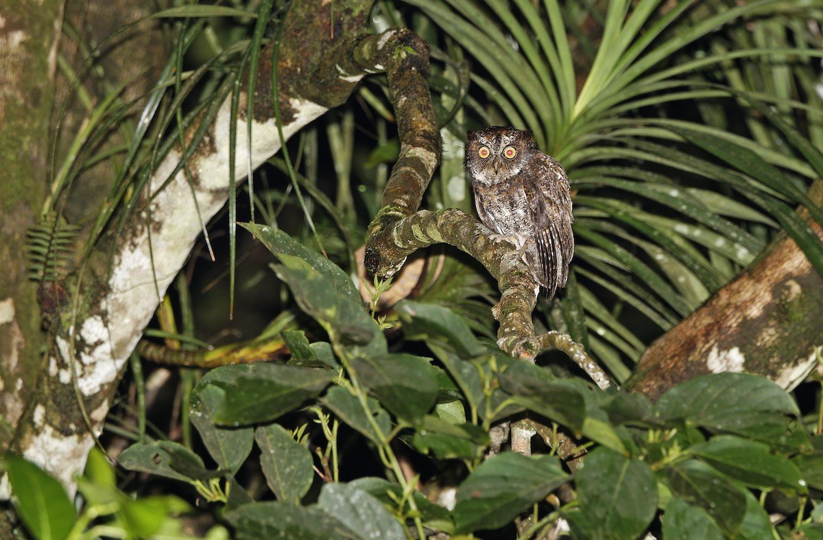 Luzon Scops-Owl - ML632595645