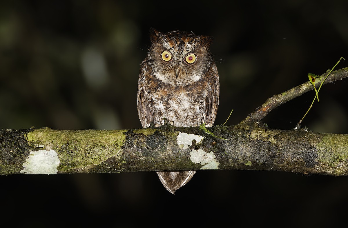 Luzon Scops-Owl - ML632595646