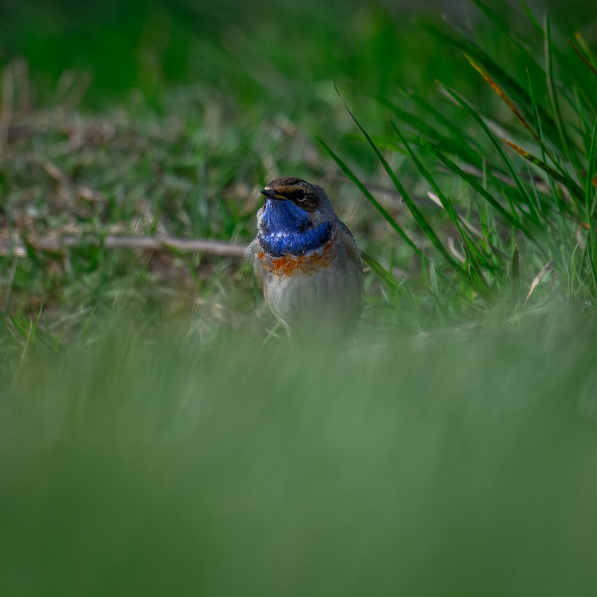 Bluethroat - ML632595647