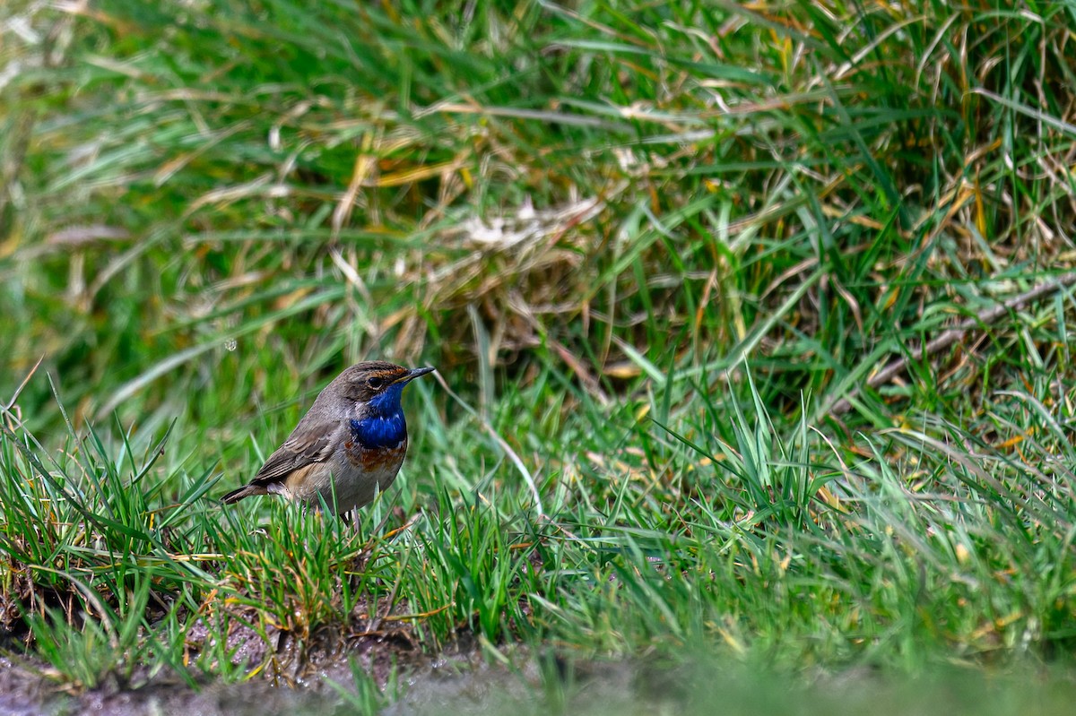 Bluethroat - ML632595648