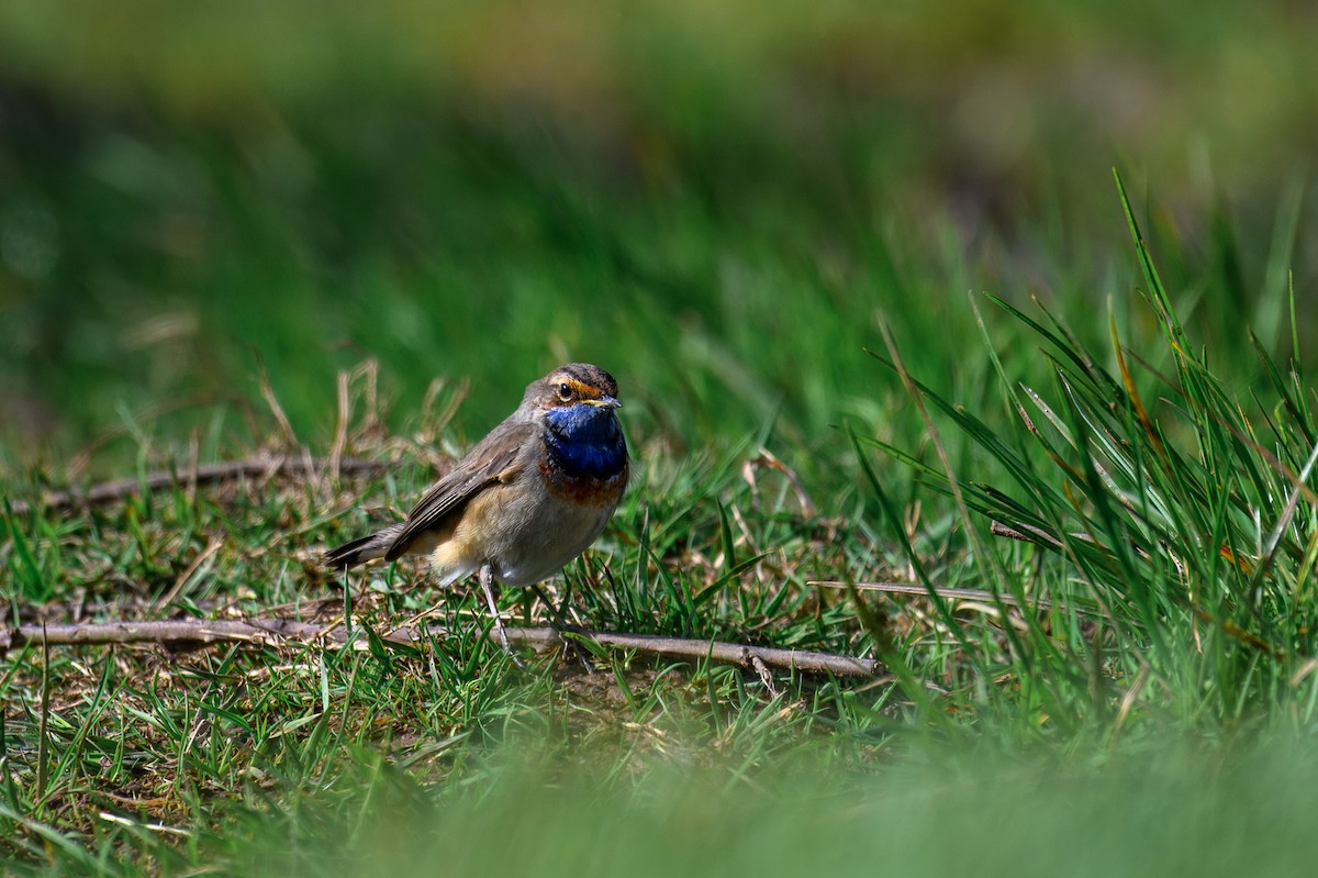 Bluethroat - ML632595649