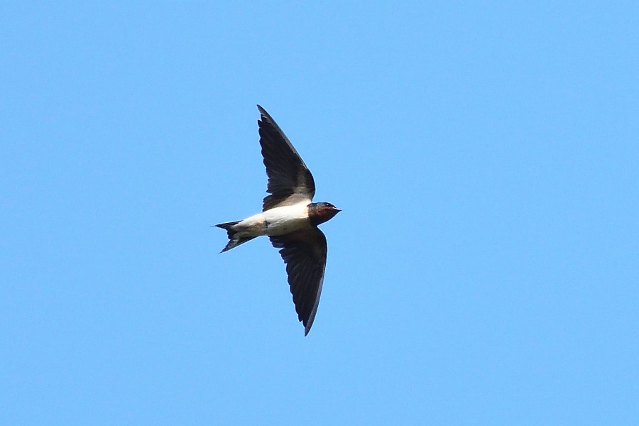 Golondrina Común - ML632595661