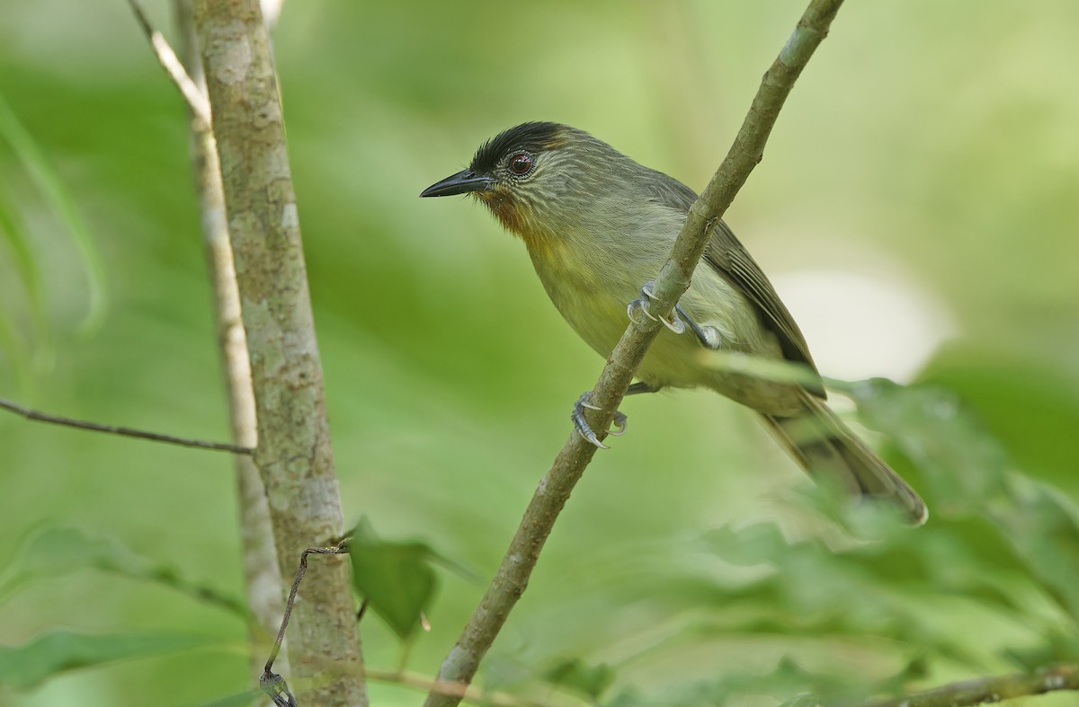 Calabarzon Babbler - ML632595710