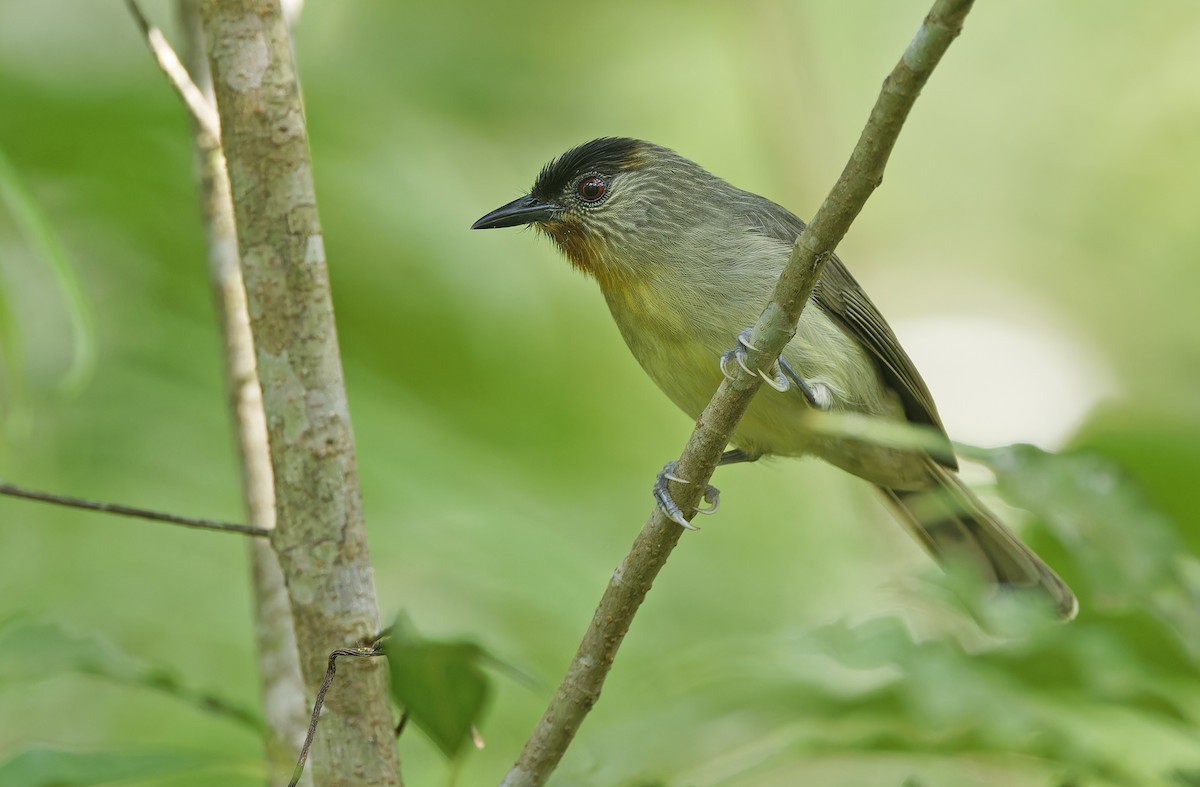 Calabarzon Babbler - ML632595711