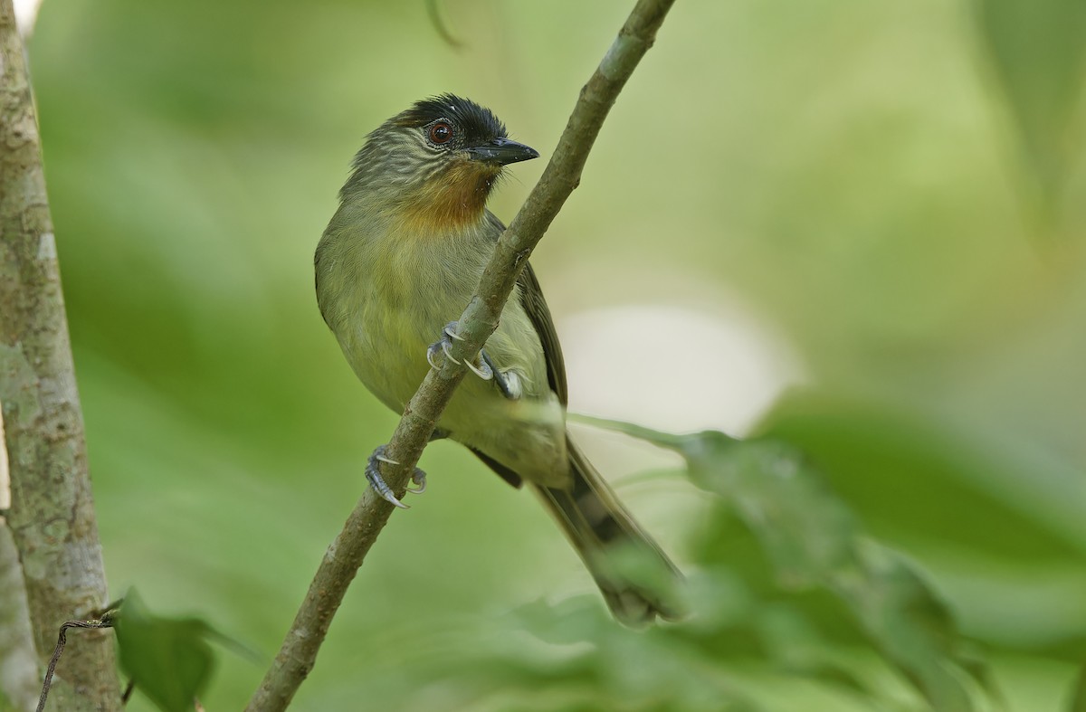 Calabarzon Babbler - ML632595712