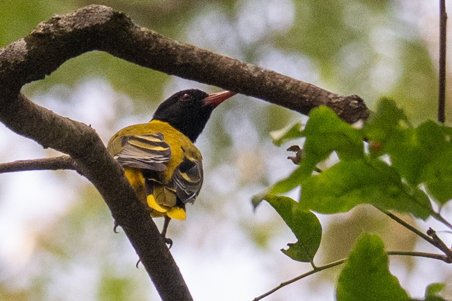 African Black-headed Oriole - ML632595775