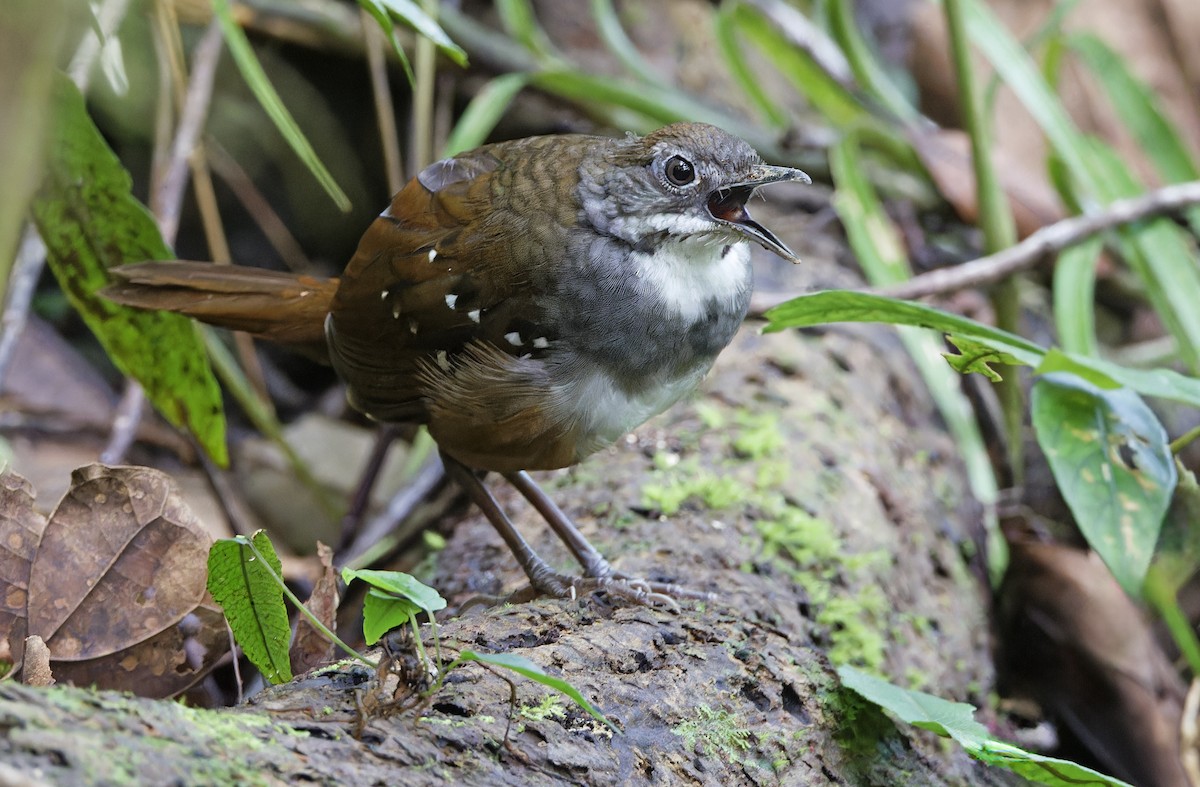 Bicol Ground-Warbler - ML632595791