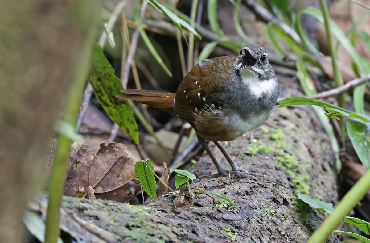 Bicol Ground-Warbler - ML632595792