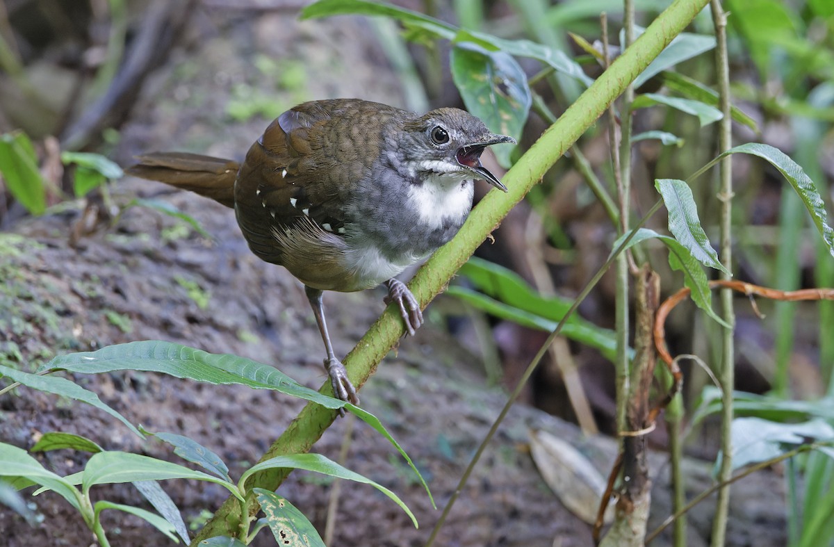 Bicol Ground-Warbler - ML632595793