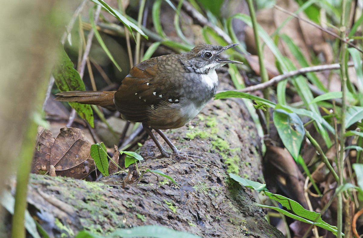 Bicol Ground-Warbler - ML632595794
