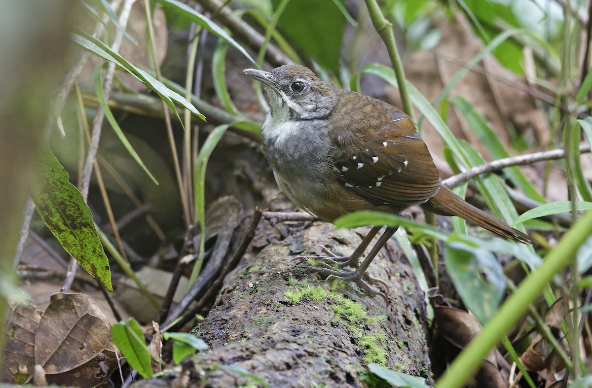Bicol Ground-Warbler - ML632595795