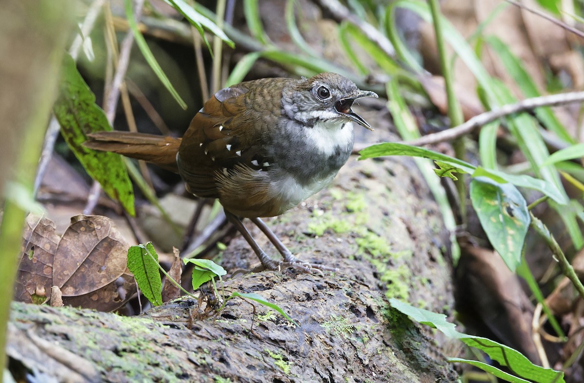 Bicol Ground-Warbler - ML632595796