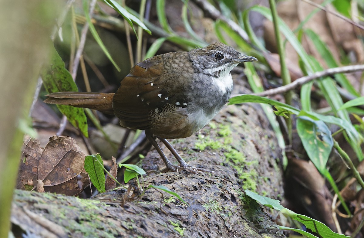 Bicol Ground-Warbler - ML632595797