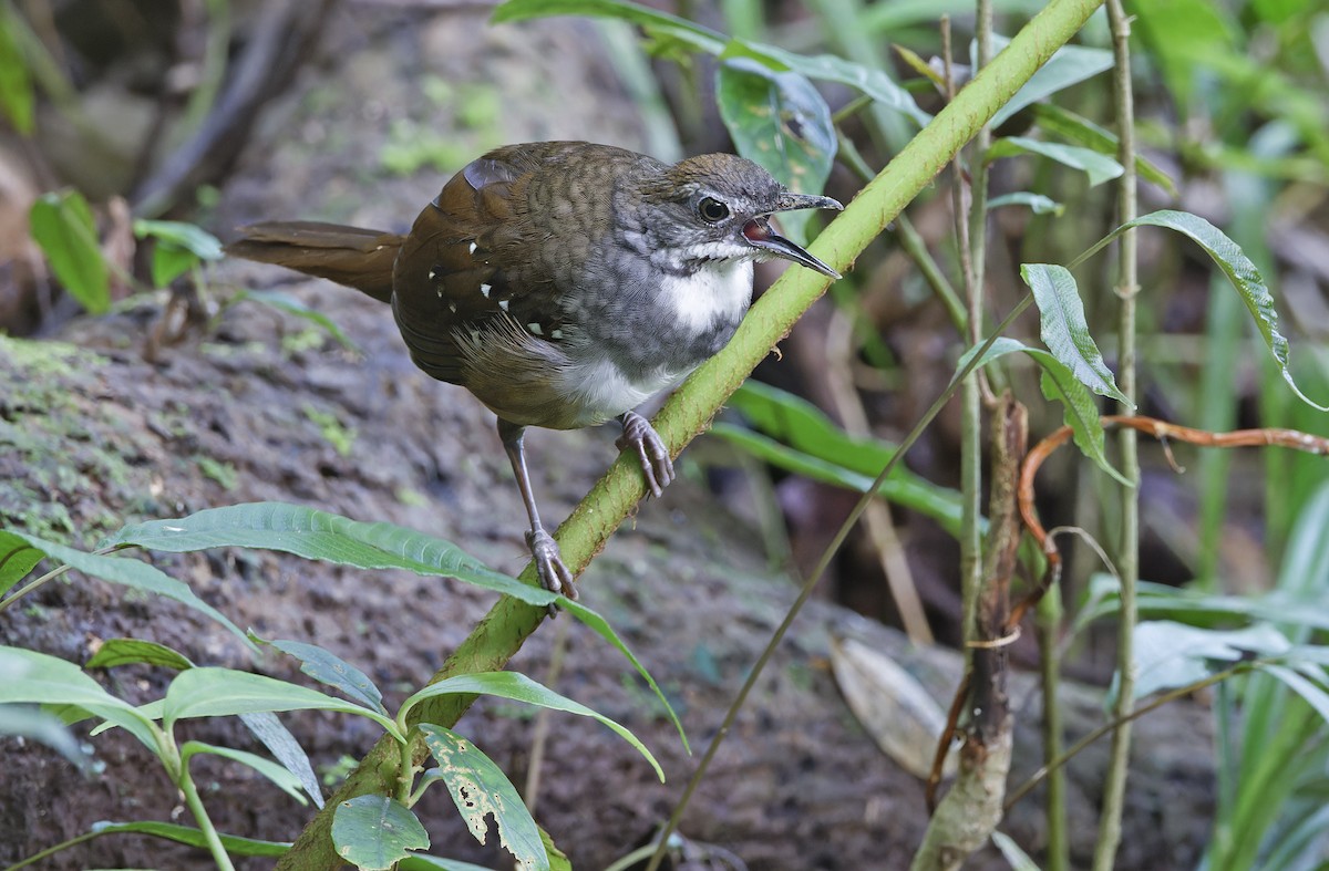 Bicol Ground-Warbler - ML632595798