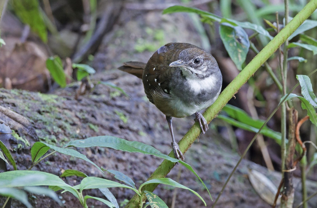 Bicol Ground-Warbler - ML632595799