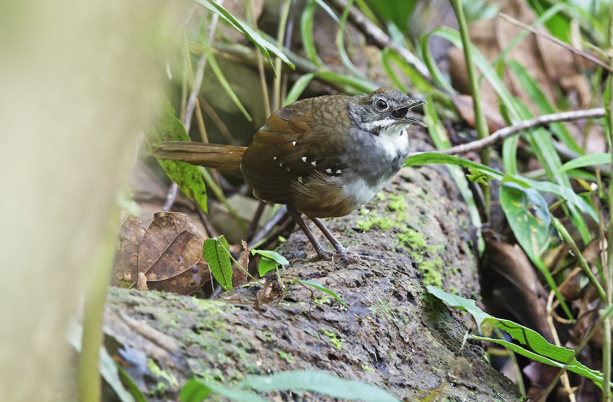 Bicol Ground-Warbler - ML632595800