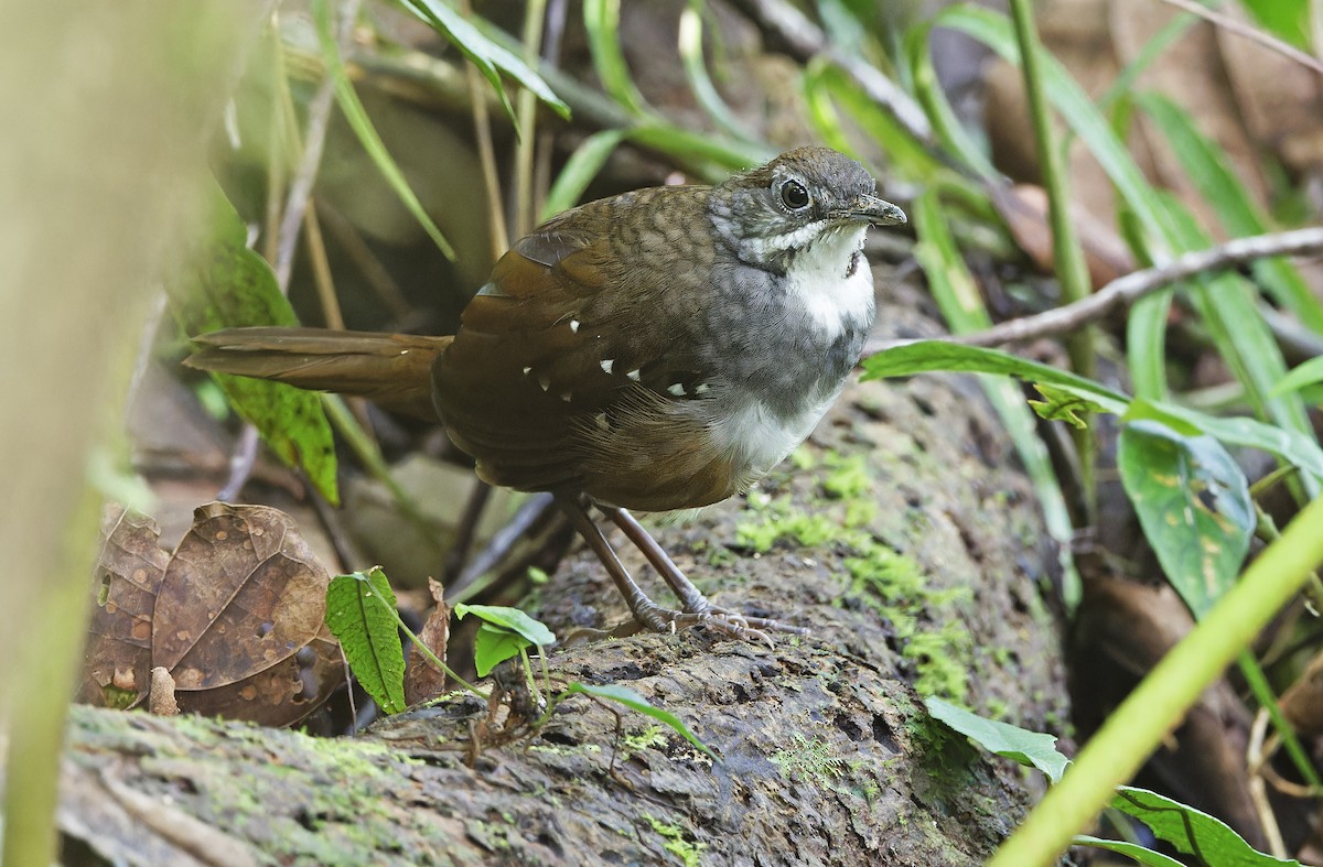 Bicol Ground-Warbler - ML632595801