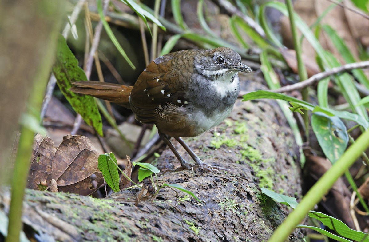 Bicol Ground-Warbler - ML632595802