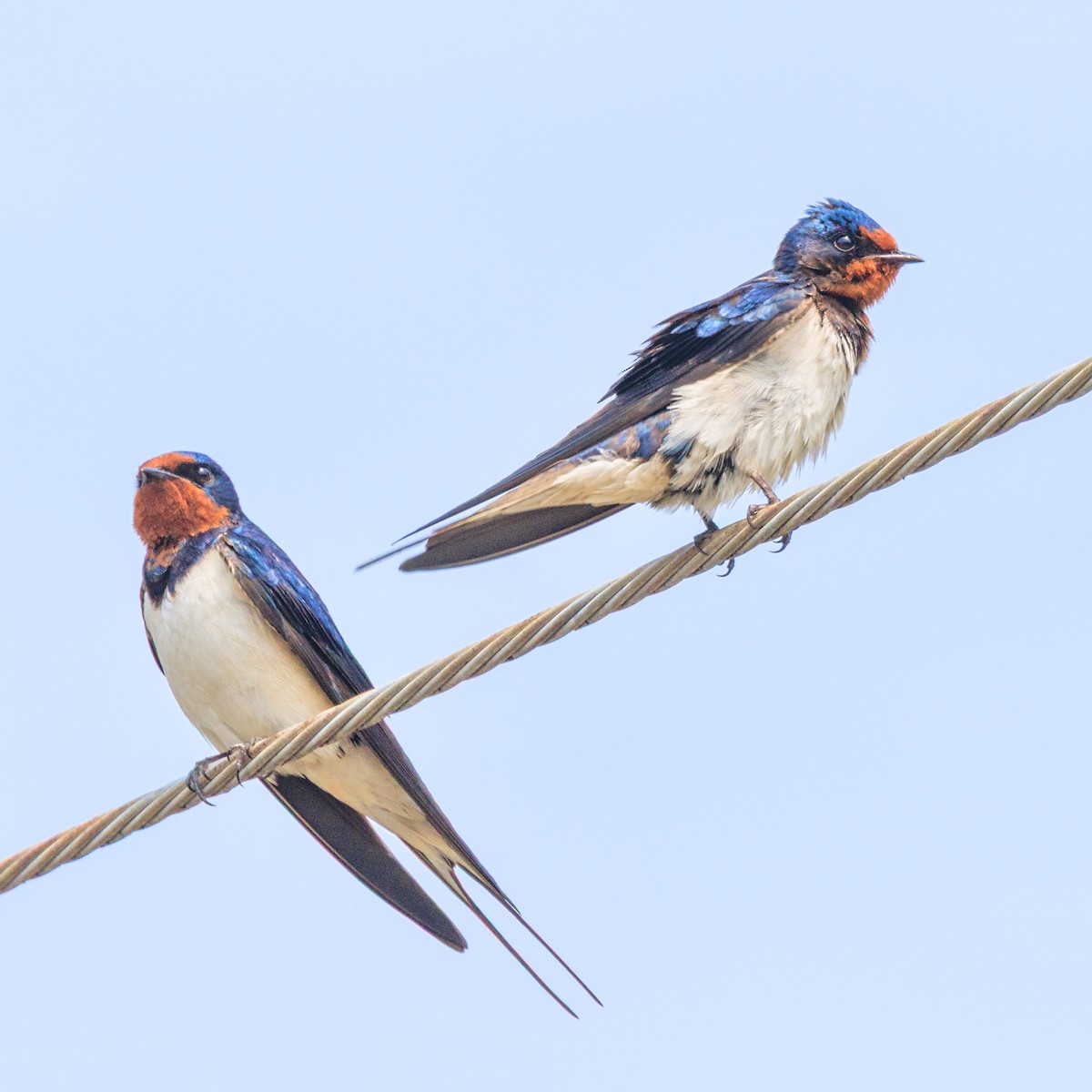 Golondrina Común - ML632595825
