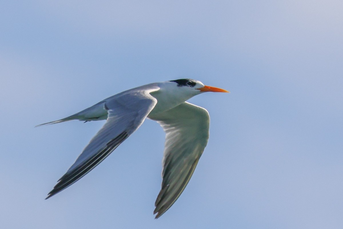 Lesser Crested Tern - ML632595870
