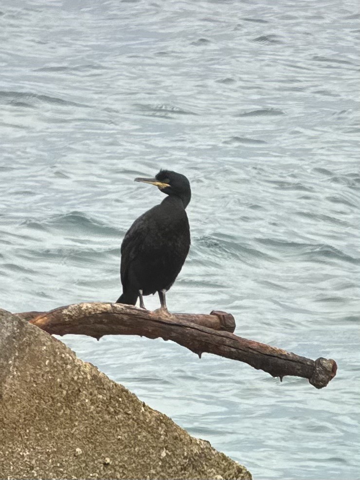 Krähenscharbe - ML632595902