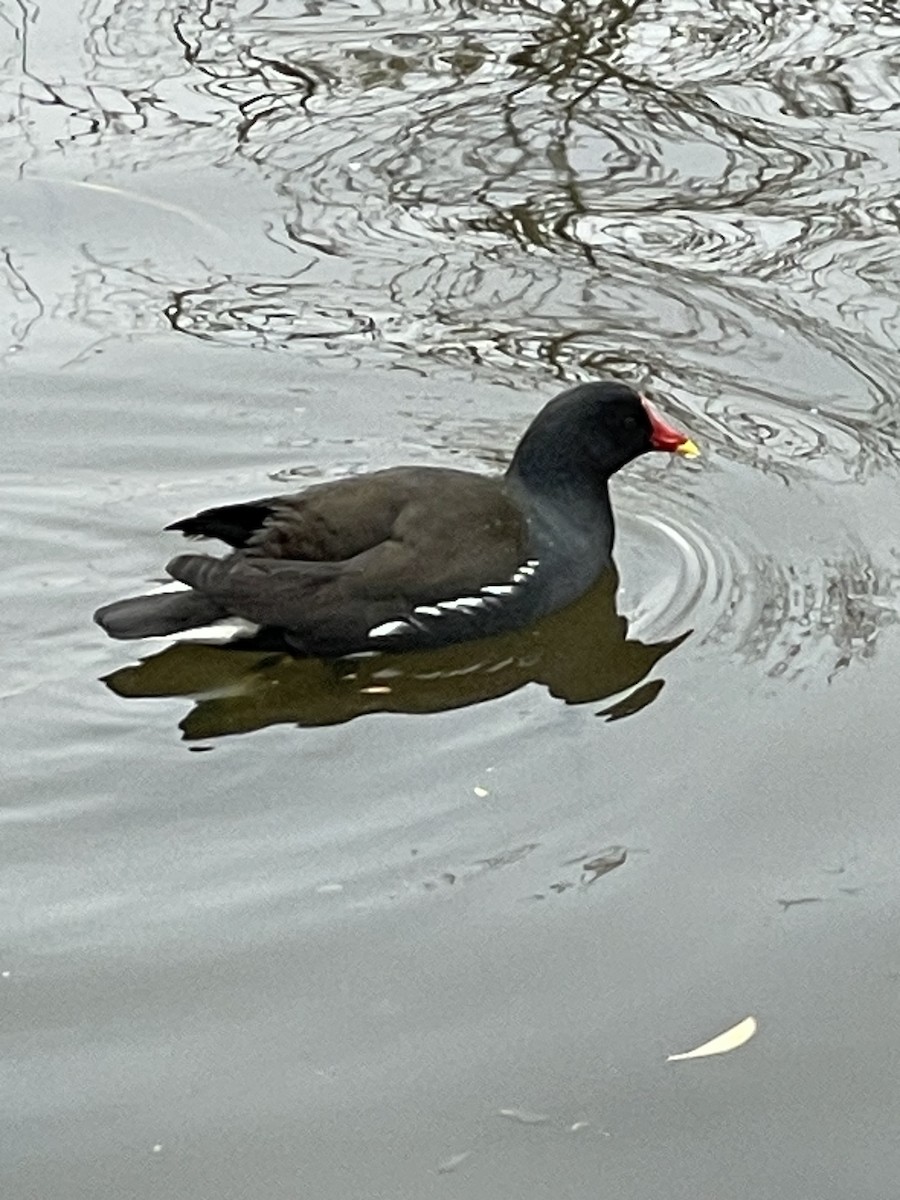 Eurasian Moorhen - ML632595933