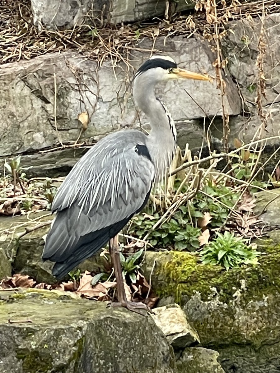 Gray Heron - ML632595934