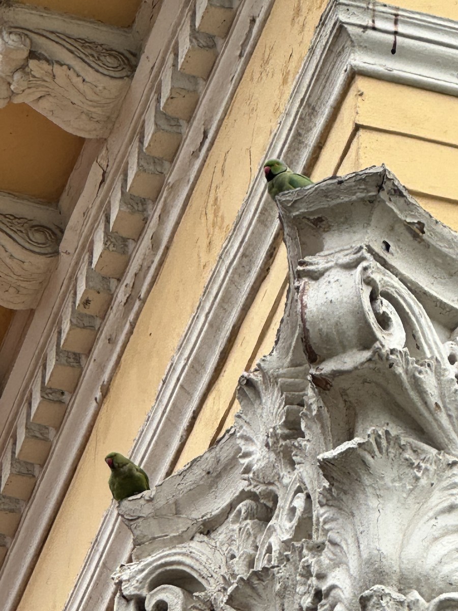 Halsbandsittich - ML632595955