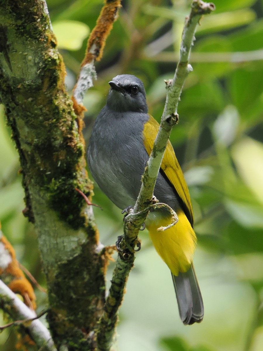 Gray-bellied Bulbul - ML632595983