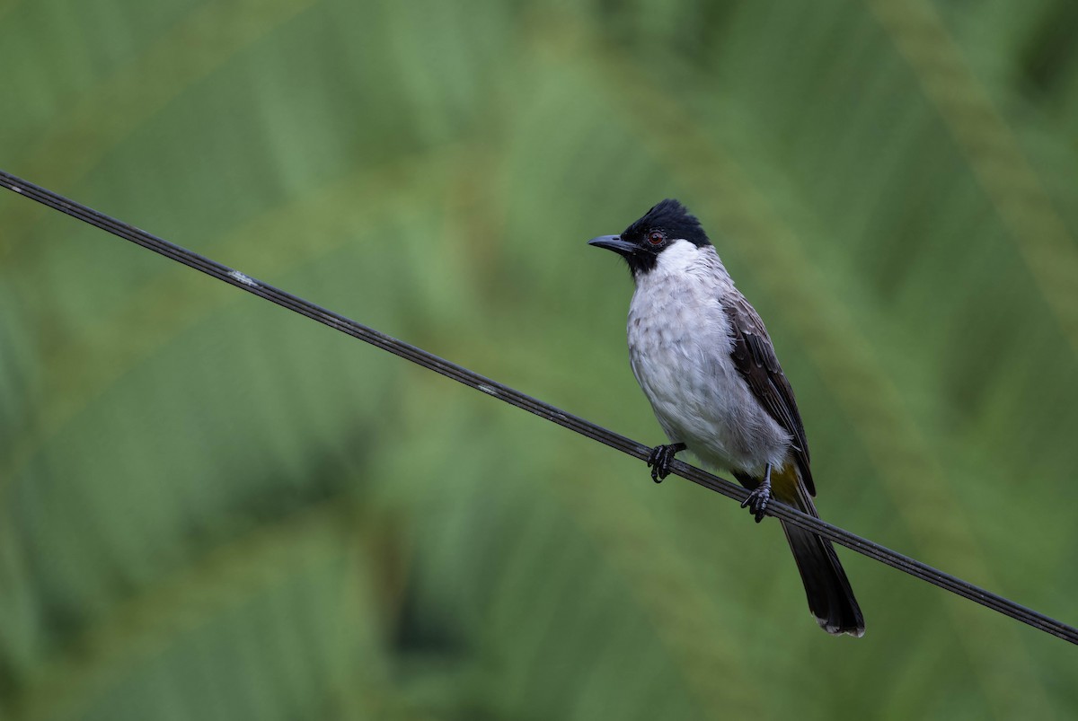 Bulbul Ventridorado - ML632596097