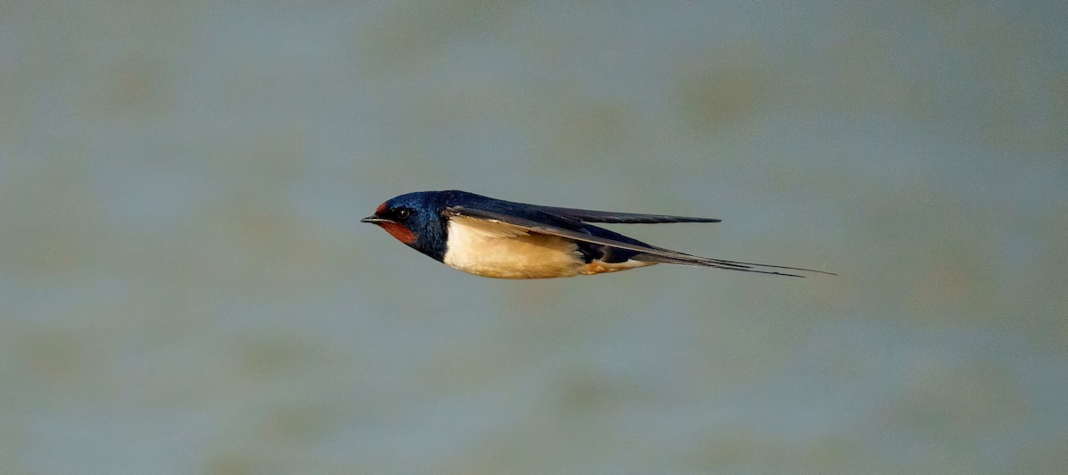 Golondrina Común - ML632596114