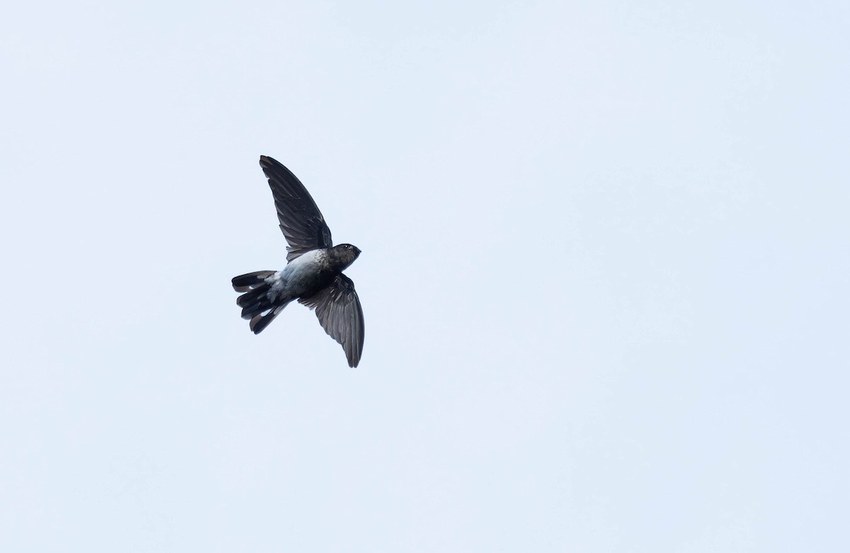 Glossy Swiftlet - ML632596147
