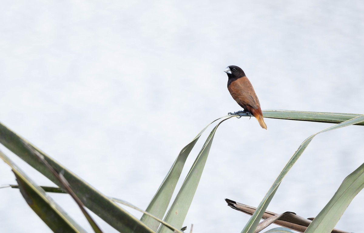 Chestnut Munia - ML632596185