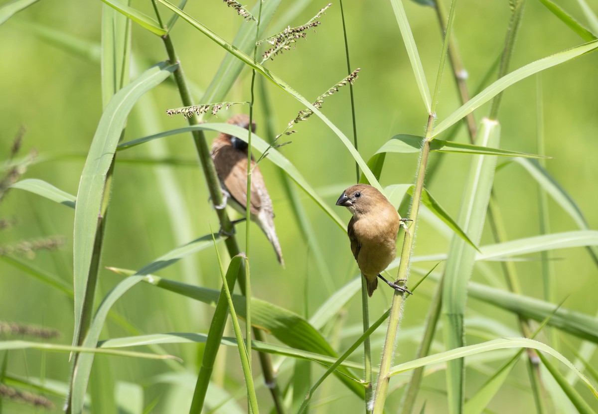 Chestnut Munia - ML632596186