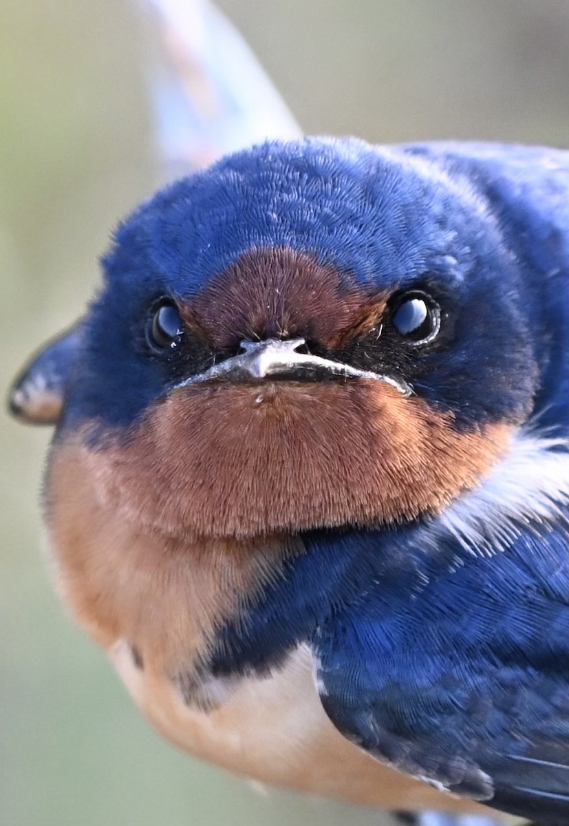 Golondrina Común - ML632596250