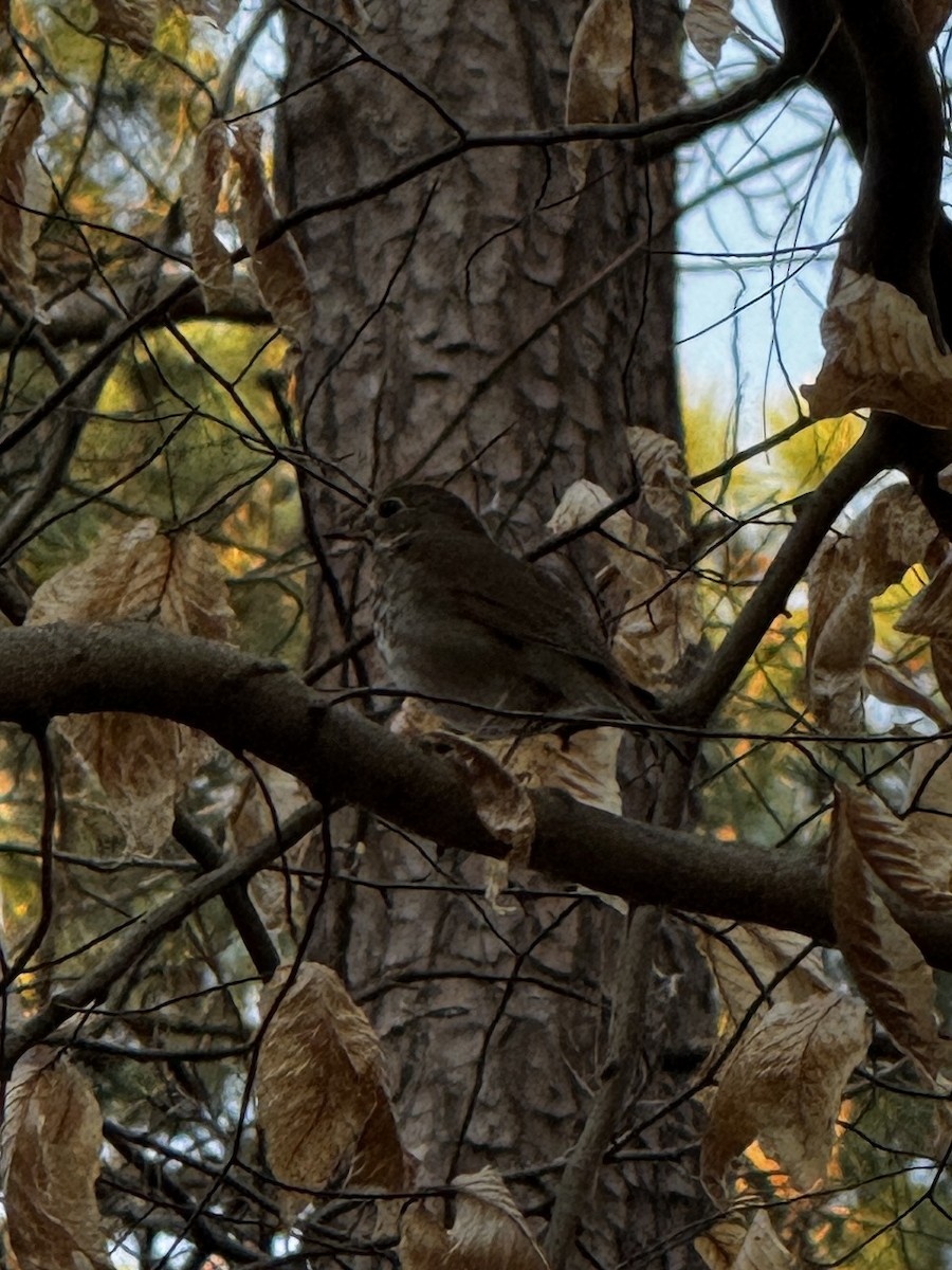 Hermit Thrush - ML632596293