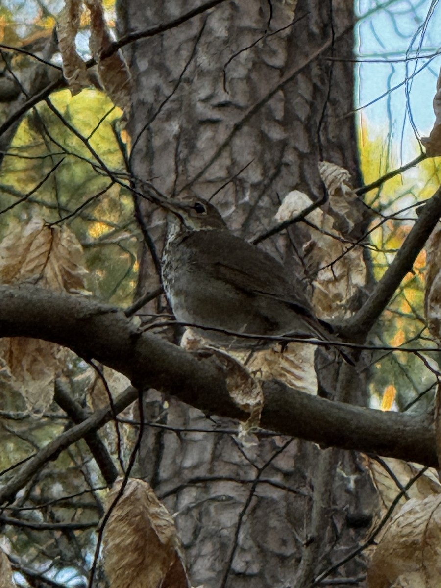 Hermit Thrush - ML632596294
