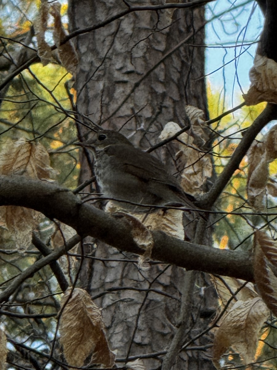 Hermit Thrush - ML632596295