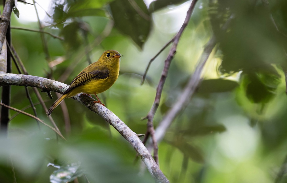 Citrine Canary-Flycatcher - ML632596296