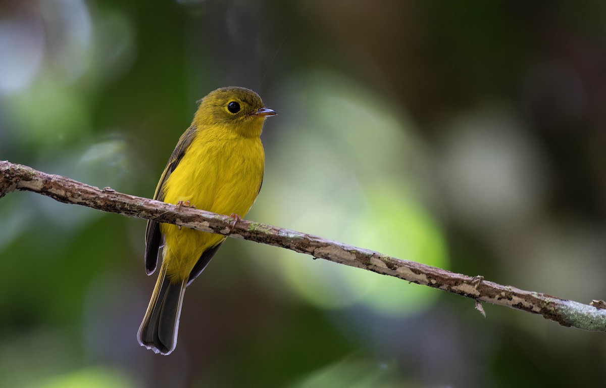 Citrine Canary-Flycatcher - ML632596298