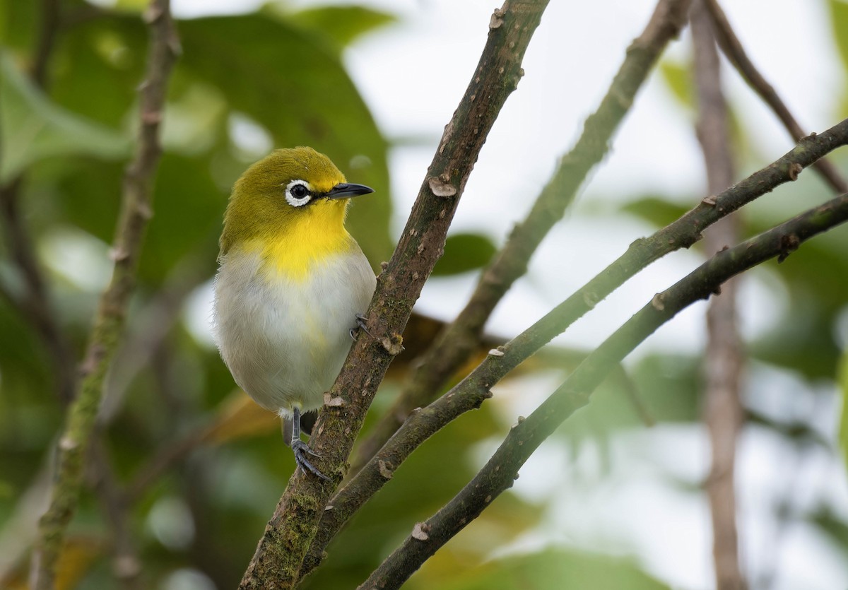 Warbling White-eye - ML632596316