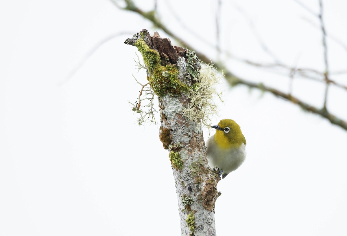 Warbling White-eye - ML632596317