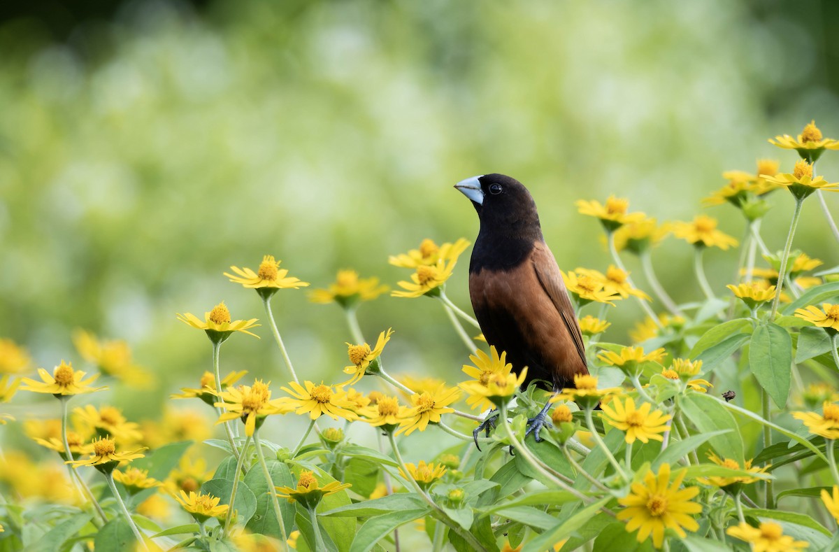 Chestnut Munia - ML632596373