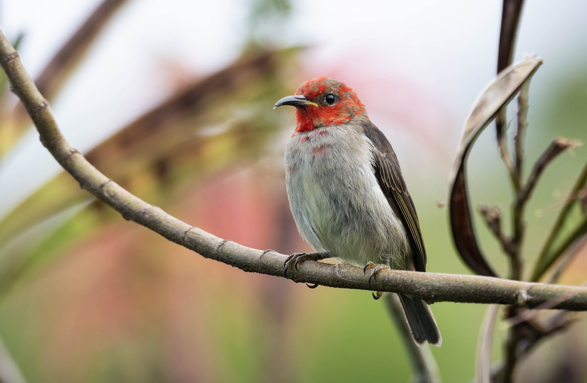 Sulawesi Myzomela - ML632596390