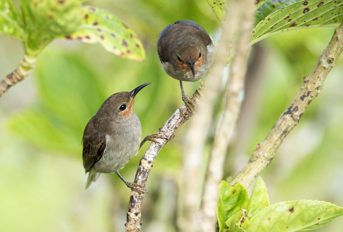 Sulawesi Myzomela - ML632596392
