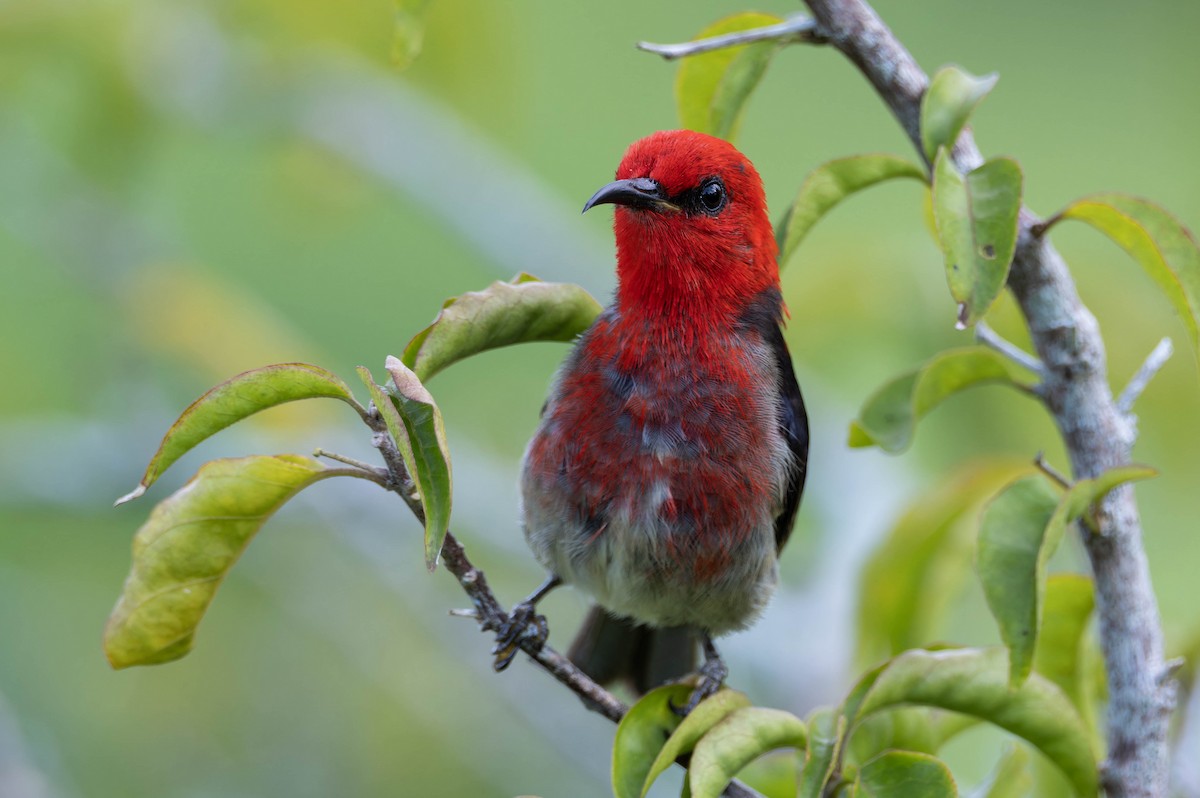 Sulawesi Myzomela - ML632596395