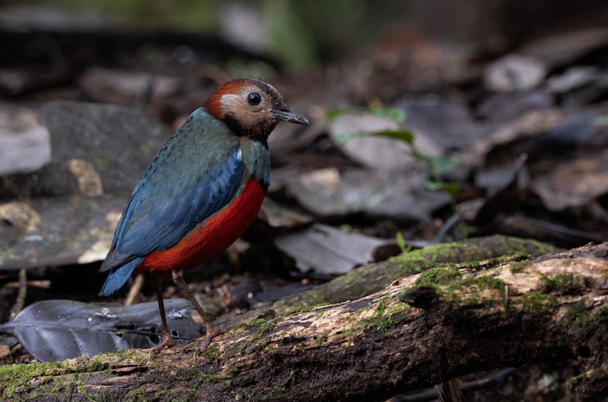Sulawesi Pitta (Sulawesi) - ML632596440