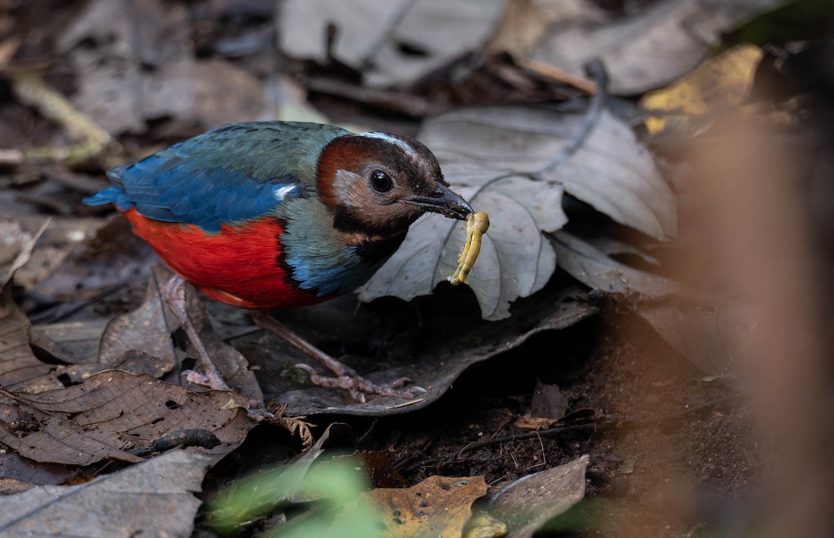 Sulawesi Pitta (Sulawesi) - ML632596442